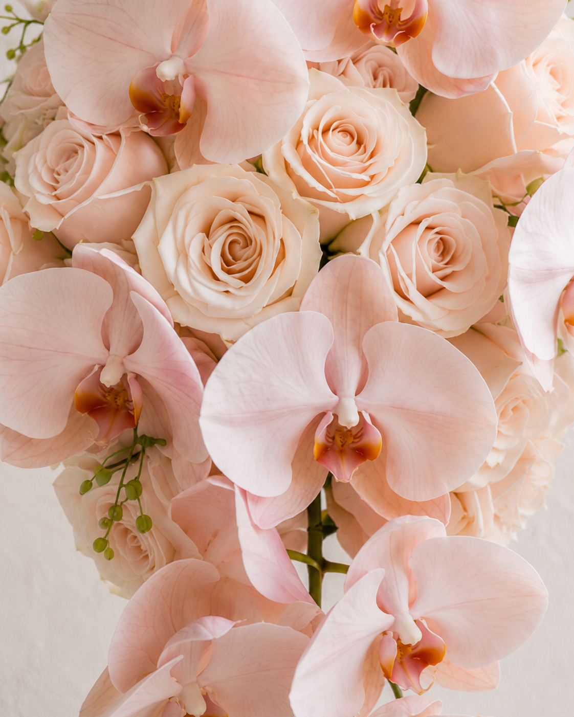 Ciel Rose
